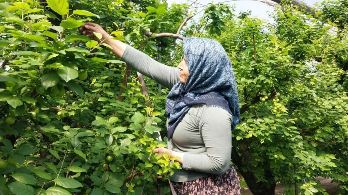 KİLOSU 5 BİN LİRAYLA SEZONA GİRDİ: “ERKENCİ” ERİK HASADI BAŞLADI